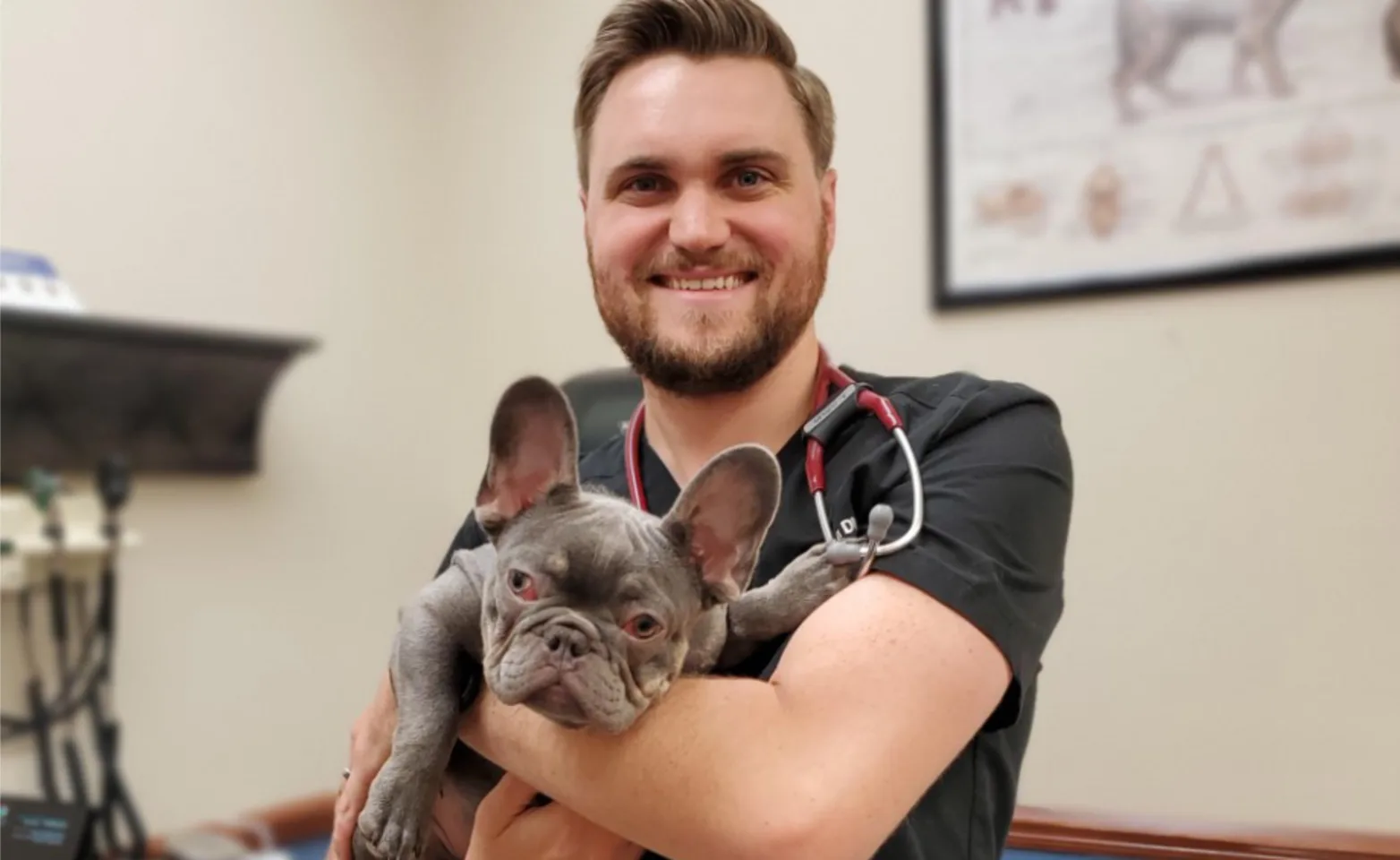 Staff member holding a gray bulldog with big ears